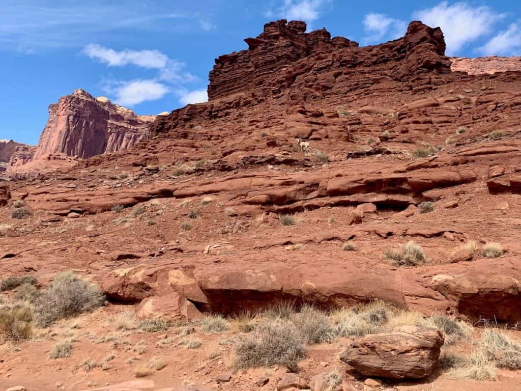 Big horn sheep hidden among red rock bluffs in Utah