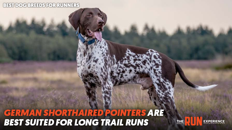 german shorthaired pointer